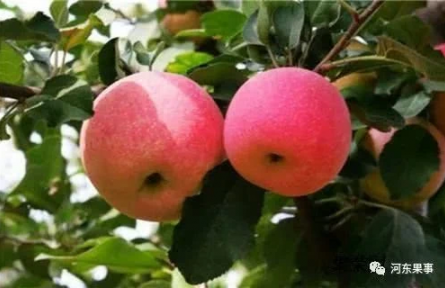 “瑞香紅”品種內(nèi)在品質(zhì)在現(xiàn)有品種中具有極強(qiáng)的比較優(yōu)勢(shì)。