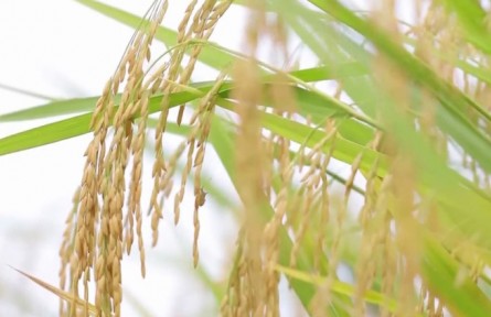 廣東：小小稻種“上天入地” 為糧食安全保駕護(hù)航