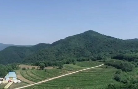 陜西銅川照金鎮(zhèn)：680畝金銀花喜獲豐收 產(chǎn)業(yè)提升助力鄉(xiāng)村振興