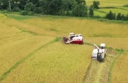 2021年上半年我國農業(yè)農村經濟穩(wěn)中向好 鄉(xiāng)村產業(yè)穩(wěn)步發(fā)展