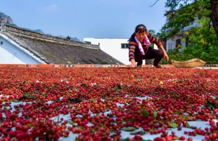 甘肅隴南武都區(qū)：花椒產(chǎn)業(yè)助推鄉(xiāng)村振興