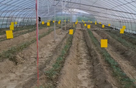 番茄病毒病不能忽視，夏季減產(chǎn)嚴(yán)重，農(nóng)戶要做好3點(diǎn)