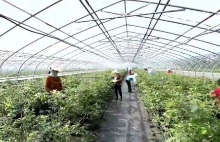 安徽：特色產業(yè)為鄉(xiāng)村振興注入蓬勃生機