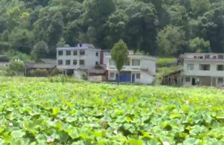 貴州：一地兩用 立體種養(yǎng) 助力農(nóng)戶(hù)增產(chǎn)增收