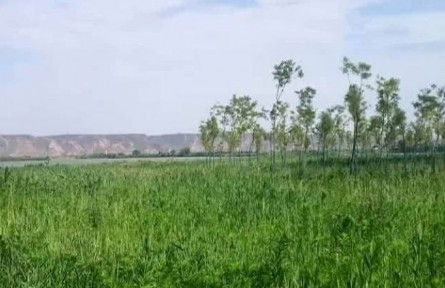 陜西渭南：恢復(fù)黃河濕地 候鳥變留鳥
