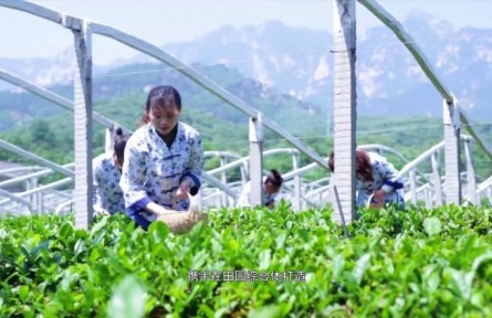 山東省泰安市岱岳區(qū)：實(shí)施鄉(xiāng)村振興戰(zhàn)略 耕耘希望熱土