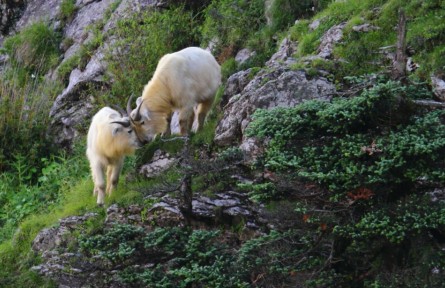 羚牛：山巔的主人