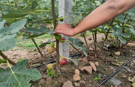 山東煙臺(tái)龍口市小欒家疃村：無花果開出“幸?；ā?></a></td>
<td align=