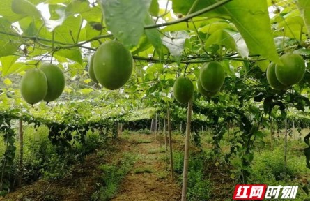 湖南新田：羅漢果飄香，鄉(xiāng)村振興產(chǎn)業(yè)旺