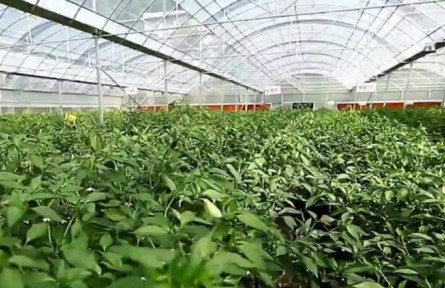 重慶：?jiǎn)?dòng)食用農(nóng)產(chǎn)品“治違禁 控藥殘 促提升”三年行動(dòng)