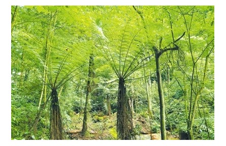 物種故事 | 桫欏：恐龍同時代的“蕨王”