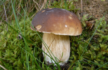 物種故事 | 誘人的牛肝菌