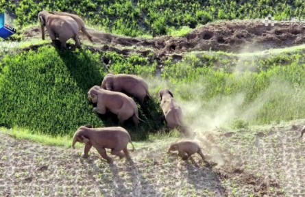 《同象行》第2集：大象哪有壞心思 ?