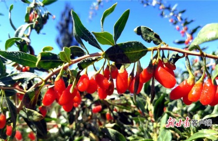 甘肅玉門下東號村：枸杞“帶”來“紅”日子