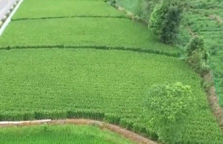 重慶：兩米高巨型稻預(yù)估畝產(chǎn)超800公斤