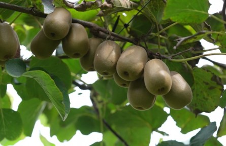 豐收故事 | 安徽臨泉：獼猴桃熟了