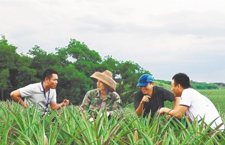 海南萬寧水坡村：“數(shù)字”鳳梨畝產(chǎn)6000斤 “大數(shù)據(jù)+專家”助力產(chǎn)業(yè)提質(zhì)增效