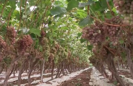 鄉(xiāng)村振興新答卷 四川喜德喜迎豐收節(jié)