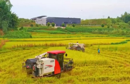 金秋時(shí)節(jié)到 各地忙豐收?