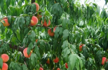 陜西延安：豐昌酬汗水 延安瓜果香