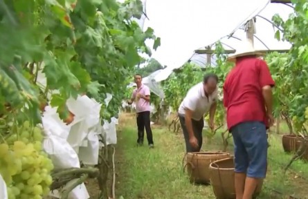廣西全州：打造“毛竹山葡萄”品牌 助力鄉(xiāng)村振興
