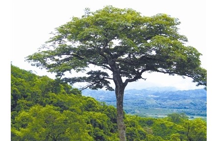 物種故事 | 油楠：熱帶雨林“儲油庫”