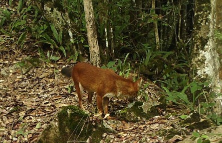 生物多樣性 | 云南南滾河國(guó)家級(jí)自然保護(hù)區(qū)首次拍攝到國(guó)家一級(jí)保護(hù)動(dòng)物紅豺