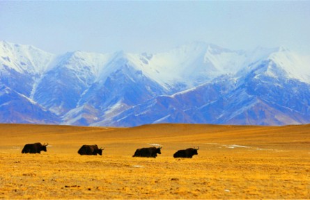 新疆阿爾金山國(guó)家級(jí)自然保護(hù)區(qū)：野生動(dòng)物與自然共舞