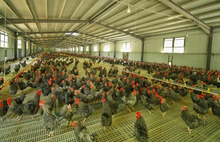 山東省濟(jì)寧市汶上縣次邱鎮(zhèn)：以產(chǎn)業(yè)強(qiáng)鎮(zhèn)建設(shè)引領(lǐng)鄉(xiāng)村振興