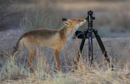 青海格爾木：赤狐一家在市區(qū)濕地公園安家了