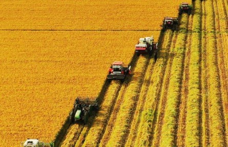 黑龍江北大荒洪河農(nóng)場：稻田里盡顯金秋“豐”景
