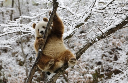 秦嶺大熊貓：呆萌萌可愛(ài)
