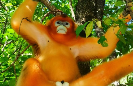 青山綠水藏國(guó)寶-秦嶺金絲猴