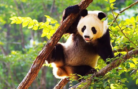 秦嶺大熊貓：憨態(tài)可掬