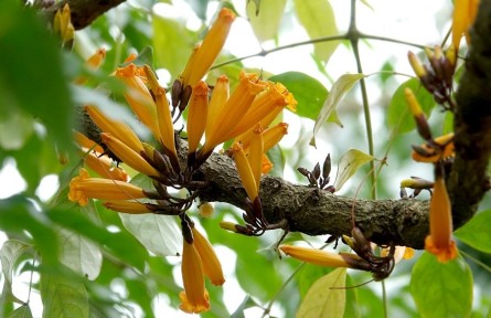 物種故事 | 火燒花：似火焰般在斑駁樹枝上跳躍