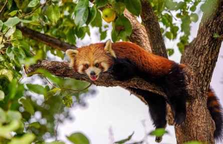 我是一只可愛(ài)的小熊貓