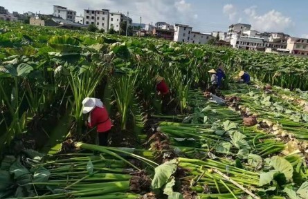 福建長汀涂坊：做精特色農(nóng)業(yè) 打響綠色名片