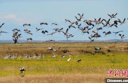 吉林：秋季遷徙大幕拉開(kāi) 西部濕地珍稀候鳥(niǎo)大聚會(huì)