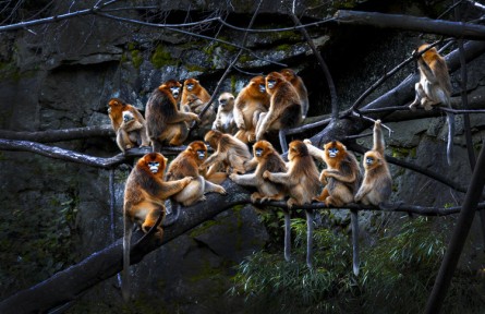 秦嶺金絲猴：被愛(ài)包圍