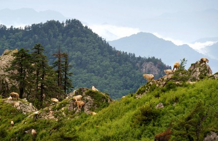 “高山勇士”羚牛：縱橫于峭壁之上 往來(lái)于群山之中