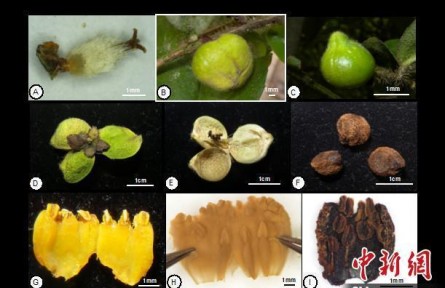 中國(guó)首次發(fā)現(xiàn)山茶屬管蕊茶組新植物——云南管蕊茶