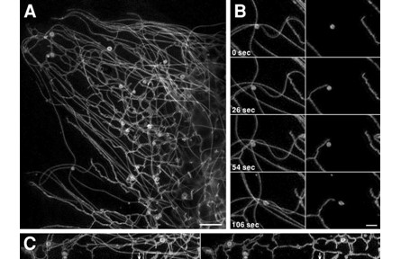 8.創(chuàng)建出可探測細胞內結構相互作用的納米和毫秒尺度成像技術