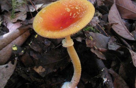 野生蘑菇：別碰！我有毒！