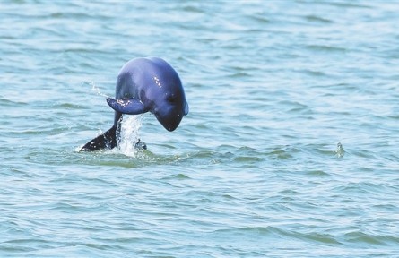江西：“十年禁漁”成效顯 長江江豚贛江游