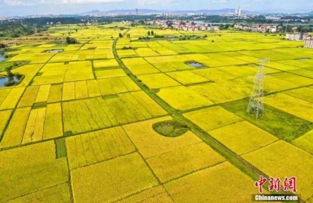 中西方豐收節(jié)有何文化共性？