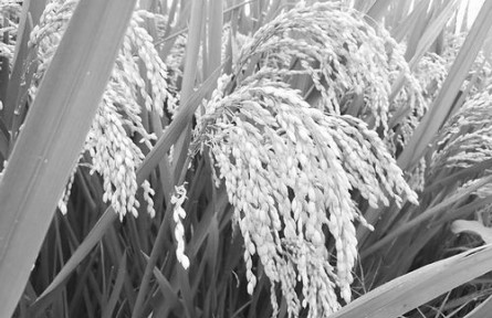 植物線粒體DNA實(shí)現(xiàn)首次編輯