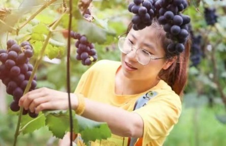 福建省寧德市福安市曉陽(yáng)鎮(zhèn)種葡萄的女孩——林恩輝
