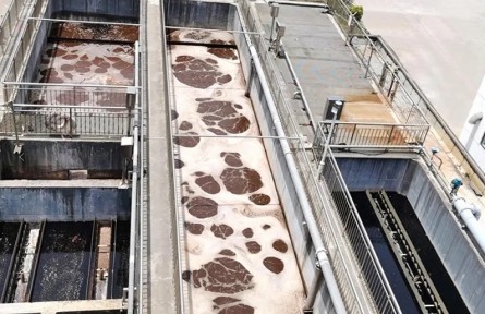 15年“一粒難求”，北京成功培育污水克星“紅菌”