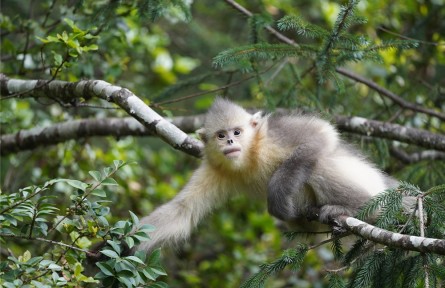 云南：中國“動植物王國”探索生物多樣性保護(hù)與旅游發(fā)展互促共贏之路