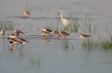 人與自然和諧共生 生物多樣性保護成效顯著